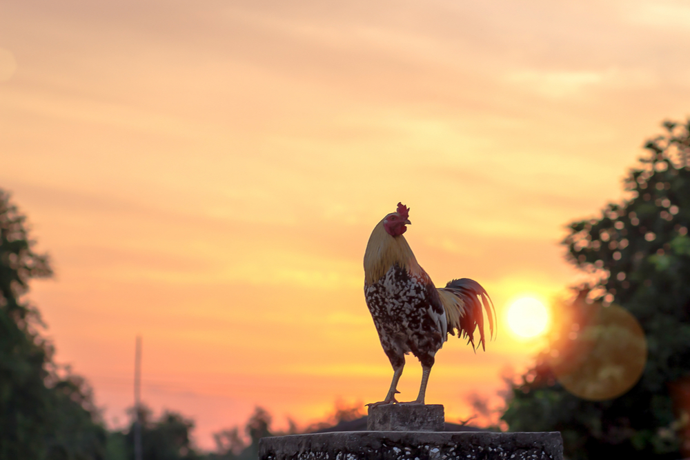 A rooster in front of a sunrise.